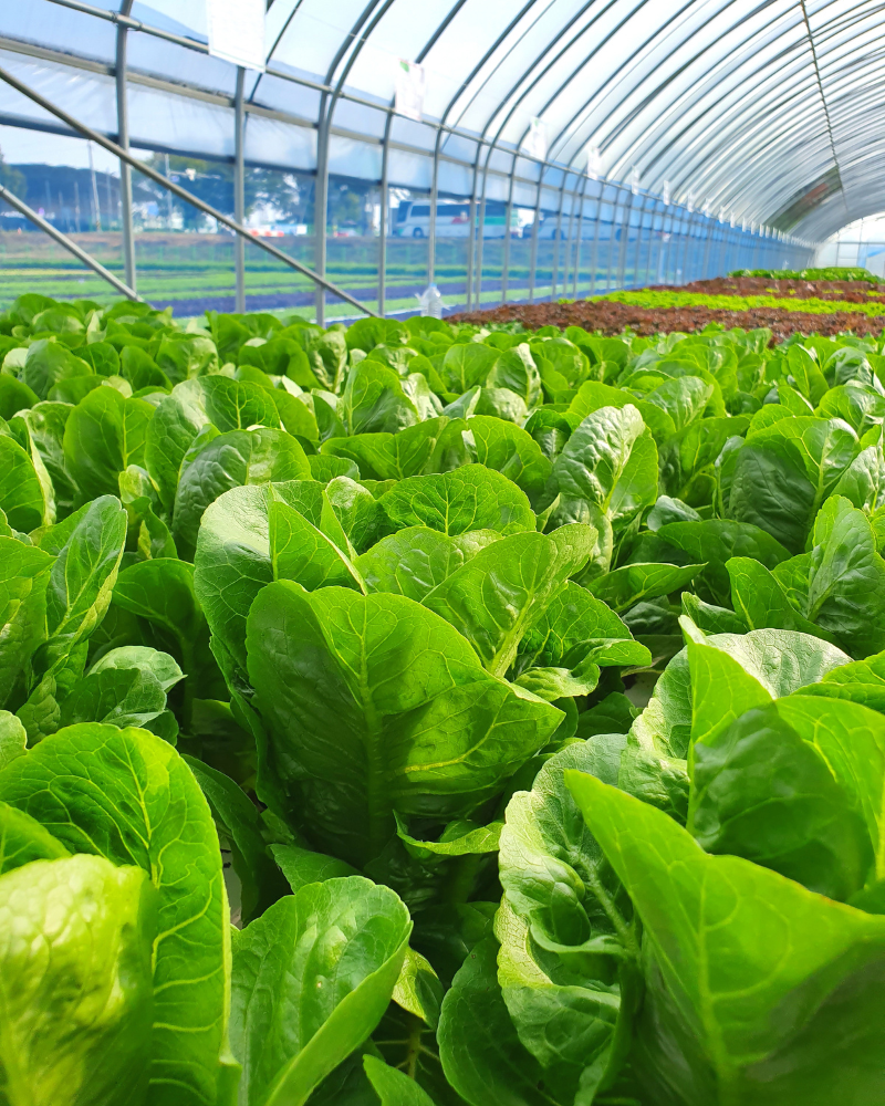Agriculture & Food Security